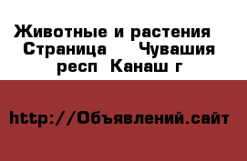  Животные и растения - Страница 4 . Чувашия респ.,Канаш г.